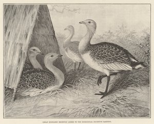 Great Bustards最近加入了Zoological Society&39;s Gardens 作者 亚历山大·弗朗西斯·莱登